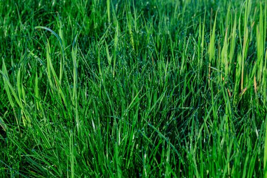 Thick green grass, green background, place for text.