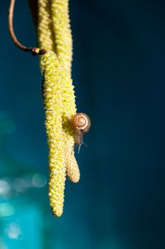 small snail on hazelnut catkins on a blue background insect closeup