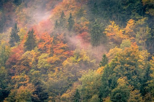 Colorful misty Autumn in Bavarian Forest at evening, Berchtesgaden, Germany