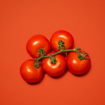 plucked from the vine. a vine of tomatoes against a studio background.