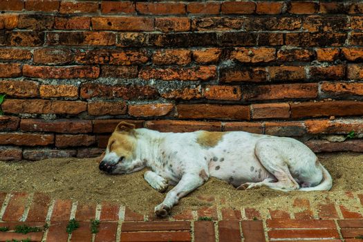 A dog sleeping, comfortable on sand floor at Wat Phra Si Sanphet. 