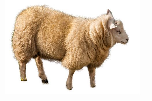 Sheep in a white background