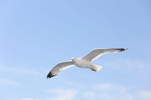 Baikal big gull flies over the lake