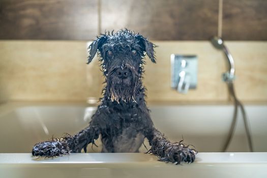 bathed wet dog in the bath, small black schnauzer