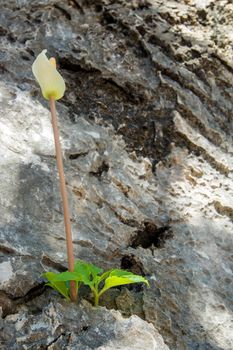 Amorphophallus growing in the cracked furrows of a rocky cliff