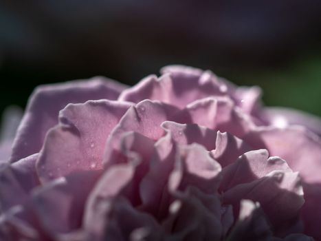 Close-up delicate Princess Kaori rose petals