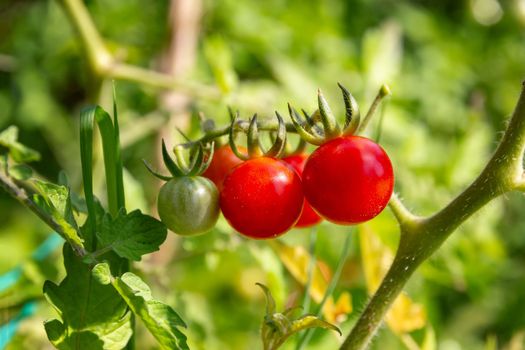 Cherry tomato cultivation in the vegetable garden. Close view