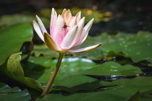 Fly landed over beautiful Pink lotus water lily Nymphaea floating in a pond