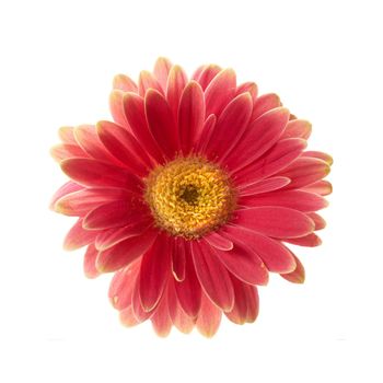 Beautiful gerbera flower. Gerbera is native to tropical regions of South America, Africa and Asia.