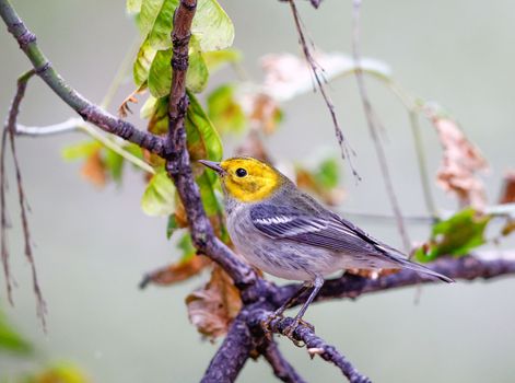 Hermit warbler perched on a tree branch