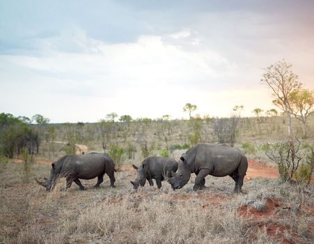 Its a crash of rhinos. rhinos in their natural habitat.