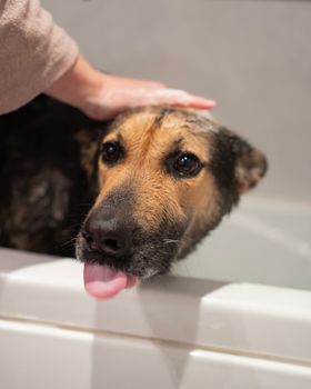 Woman is washing her dog. Funny Headshot of young yuppy showering with shampoo in bath
