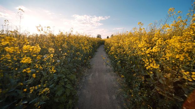 A path in a field of rapeseed on a spring day.