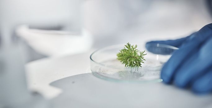 Science, research and hands with plants in petri dish for horticulture lab test, examination and study. Laboratory, agriculture and leaf for biotechnology, forensic analysis and microscope sample