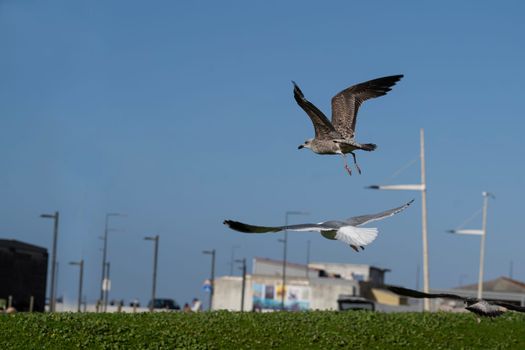 Seagulls landing landing on the grass
