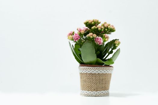 kalanchoe natural potted plant isolated in white background