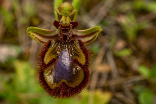 close-up of wild orchid Ophrys speculum