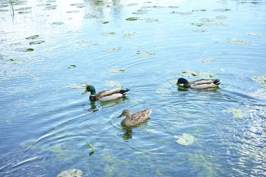 Ducks on a Danish pond. Three ducks swimming on a pond amongst water lillies.