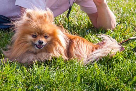 Cute Pomeranian dog chilling on green grass.
