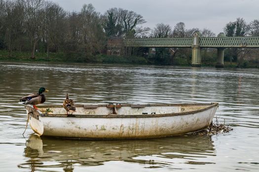 Two geese stand on a rowing boat parked in the waters of the Thames.