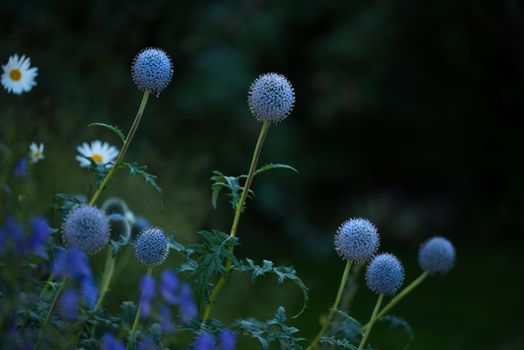 Globe Thistle flowers. Blue Globe Thistle Flowers, known as Echinops and stalwart perennial. Latin Echinops exaltatus.