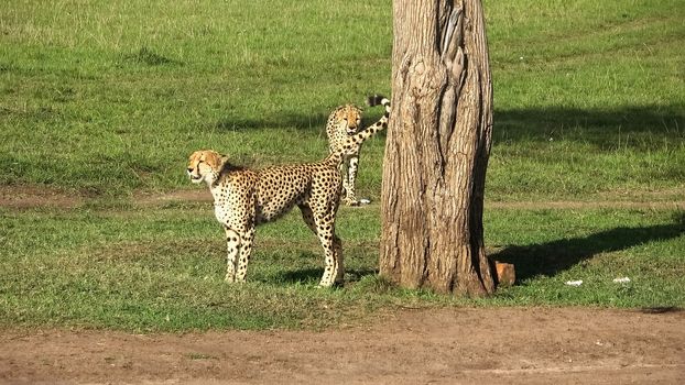 Cheetahs in the wild of Africa in search of prey.