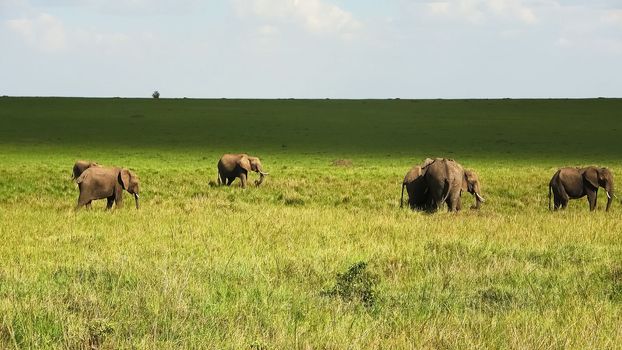 Wild elephants in the bushveld of Africa on a sunny day.