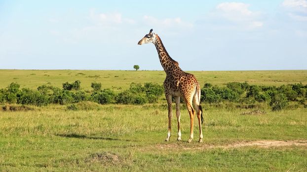 Beautiful giraffe in the wild nature of Africa.