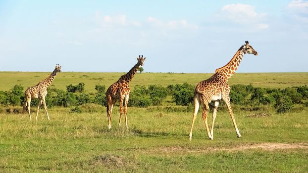 Beautiful giraffe in the wild nature of Africa.