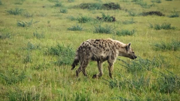 Wild hyenas in the savannah of Africa.