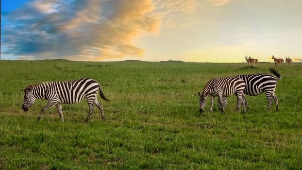Wild Zebras in the Savannah of Africa.