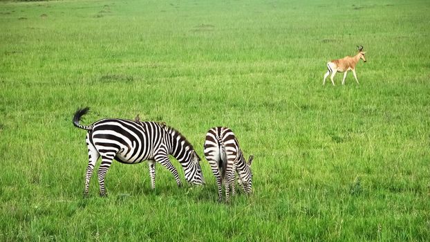 Wild Zebras in the Savannah of Africa.