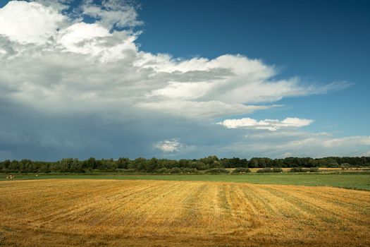 Stubble field and forest on the horizon, stormy clouds on the sky