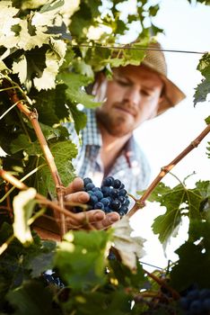 This crop looks ripe for picking. a farmer harvesting grapes.
