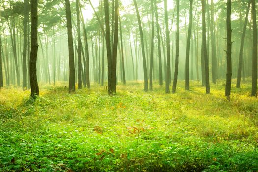 Beautiful yellow-green misty forest Borek, Chelm, Poland