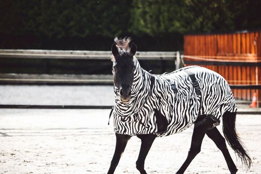 Happy black horse running around wearing a coat with zebra print for protection against skin allergies