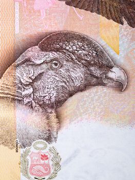 Condor a portrait from Peruvian money