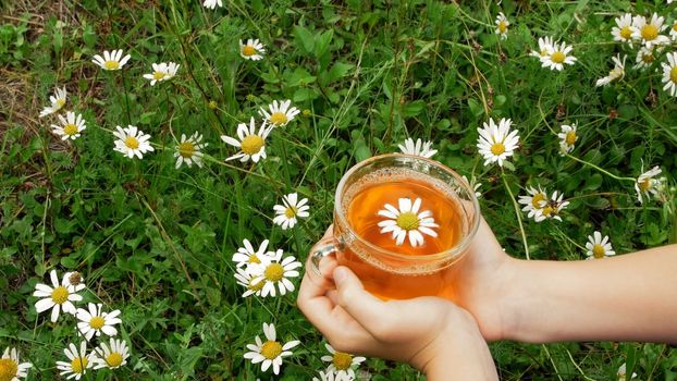 Close-up, against the background of chamomile and green grass, children's hands hold a glass cup with chamomile tea. Up in the cup there is a beautiful daisy