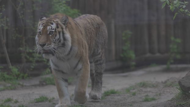 Tiger on a walk. Portrait of a beautiful tiger. Big cat close-up. Tiger looks at you. Portrait of a big cat. Slow motion 120 fps, ProRes 422, ungraded C-LOG 10 bit