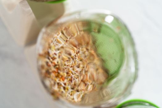 Growing sprouts in a jar