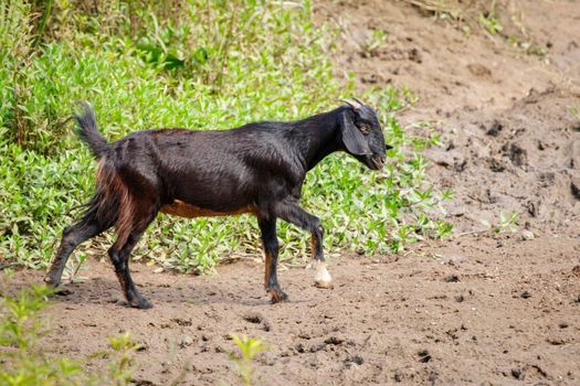 Image of black goat on the green meadow. Farm Animal.