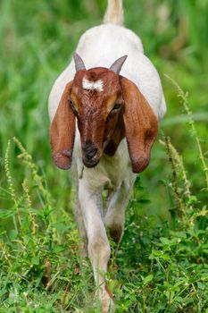 Image of little goat on the green meadow. Farm Animal.