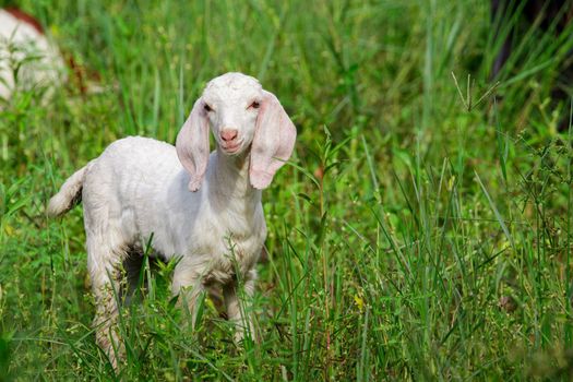 Image of little white goat on the green meadow. Farm Animal.