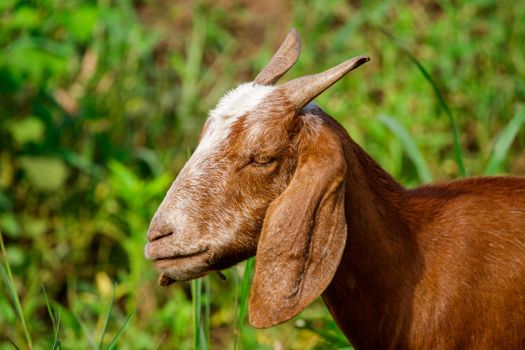 Image of brown goat on the green meadow. Farm Animal.