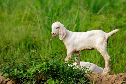 Image of little white goat on the green meadow. Farm Animal.