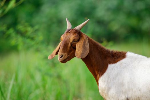 Image of goat on the green meadow. Farm Animal.