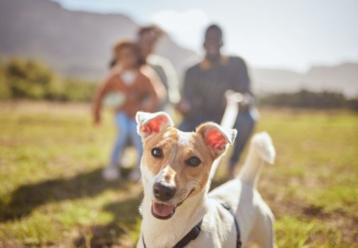 Portrait, dog and outdoor nature with family in forest or park play, fun and freedom in summer. Canine puppy, pet and animal in grass field, free and walking with people on countryside environment