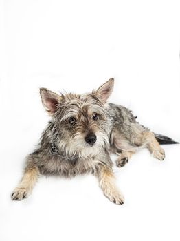Minature schnauzer mixte, isolated on a white background, laying down and looking up