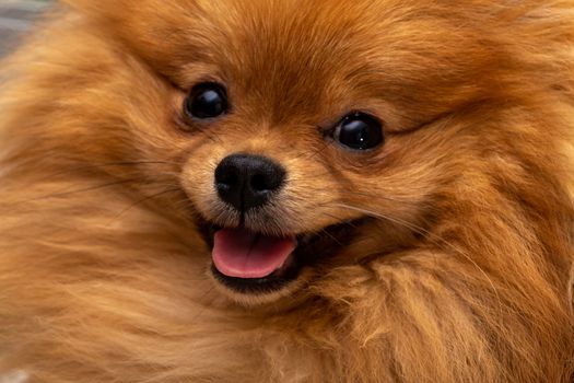 Puppy pomeranian dog, cute pets at home