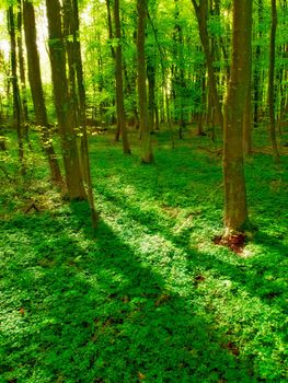 Lush forest in the spring. A very sharp and detailed photo of the famous saturated Danish forest in springtime.